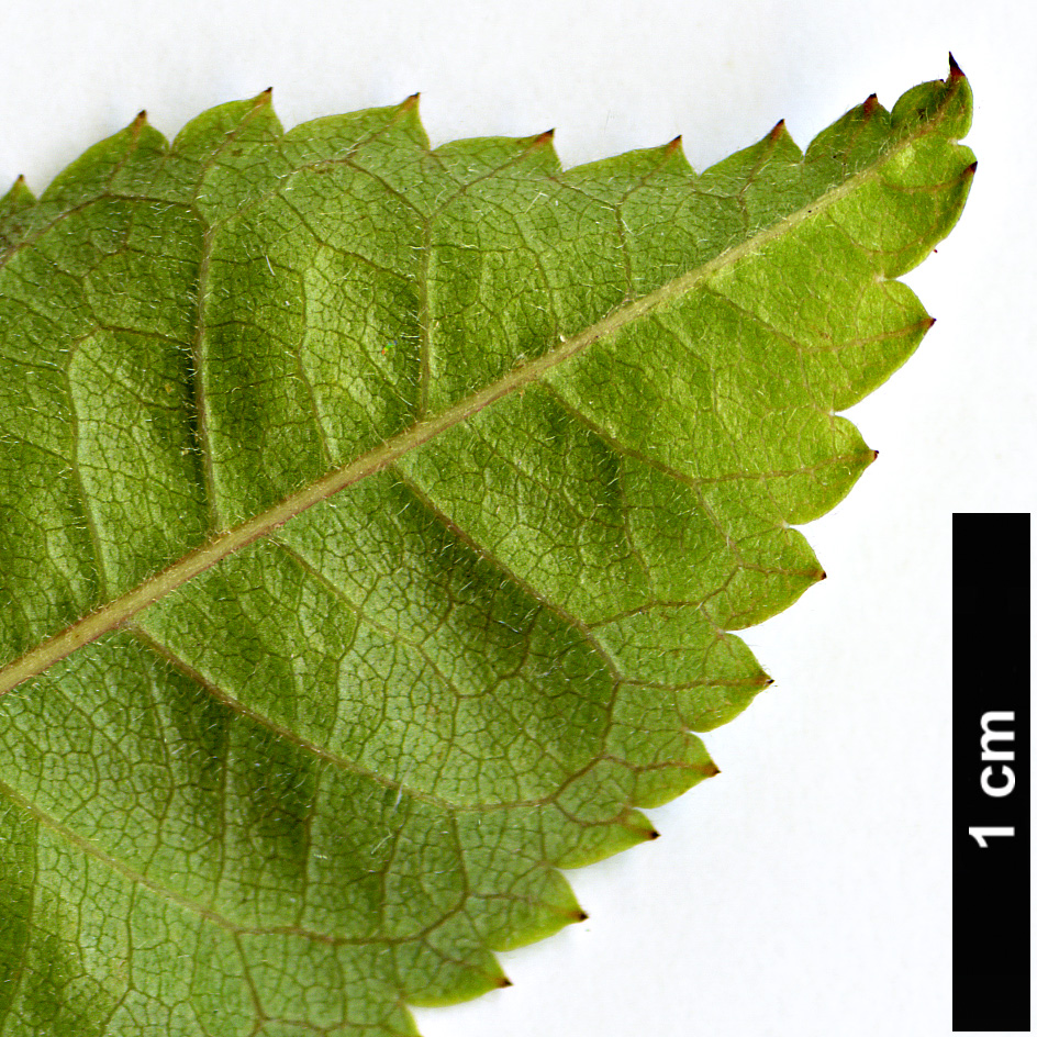 High resolution image: Family: Rosaceae - Genus: Rosa - Taxon: phoenicia High resolution image: Family: Rosaceae - Genus: Rosa - Taxon: phoenicia